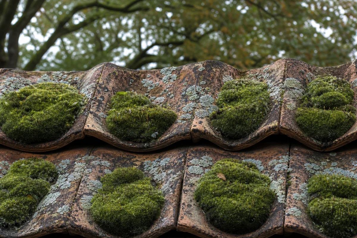 Toiture en tuiles de terre cuite envahie de mousse verte sur le versant nord d&rsquo;une maison
