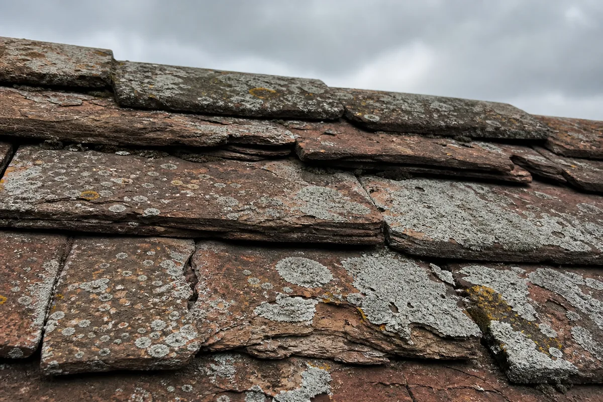 Vieilles tuiles plates constellées de lichen gris et feuilletées par le gel sur un toit ancien