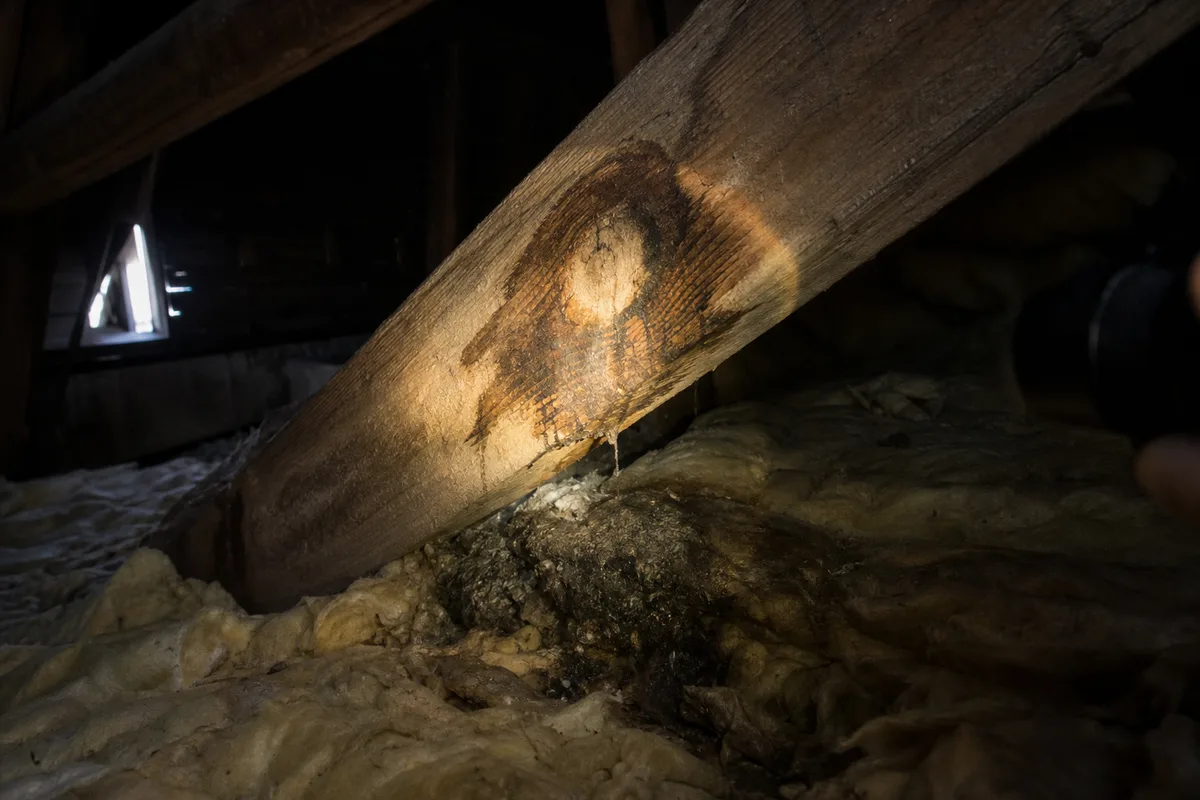 Coulures sombres sur un chevron de charpente éclairé à la lampe torche dans des combles non aménagés